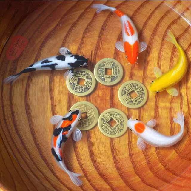 鱼缸养锦鲤鱼的方法和技巧,鱼缸新手养锦鲤鱼的正确方法