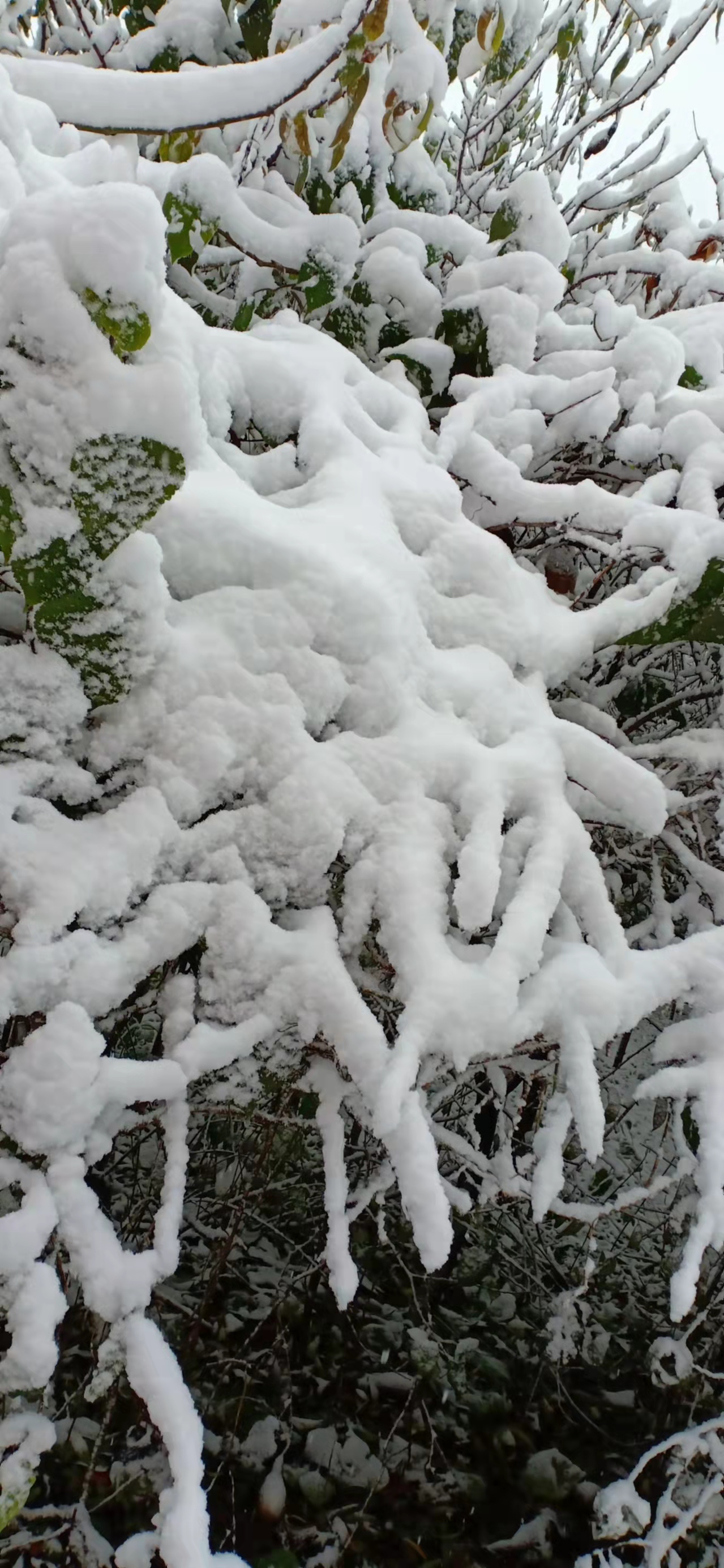 七绝立冬感怀新韵,五绝立冬感怀