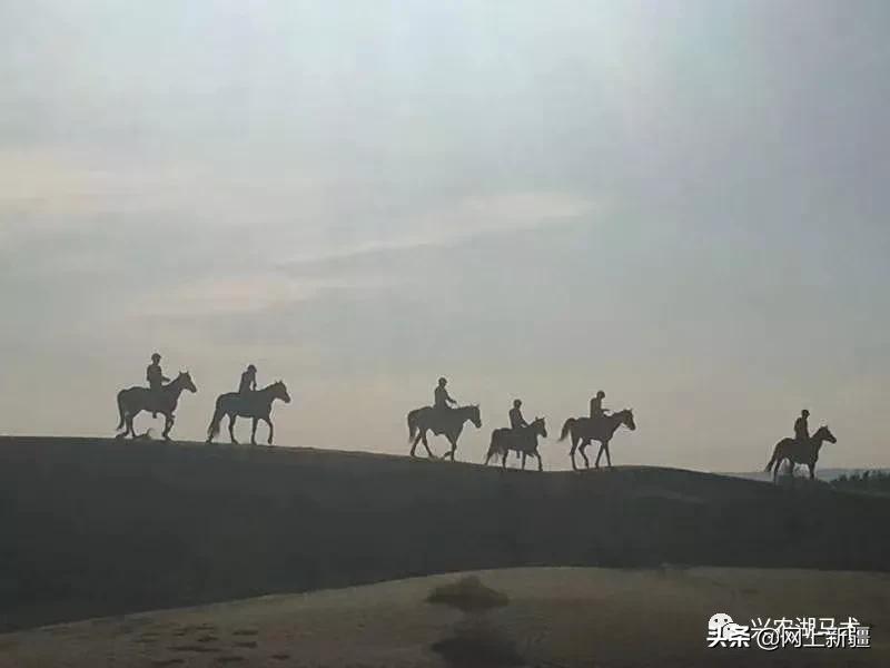 新疆那边的马是什么品种,如何挑选新疆马