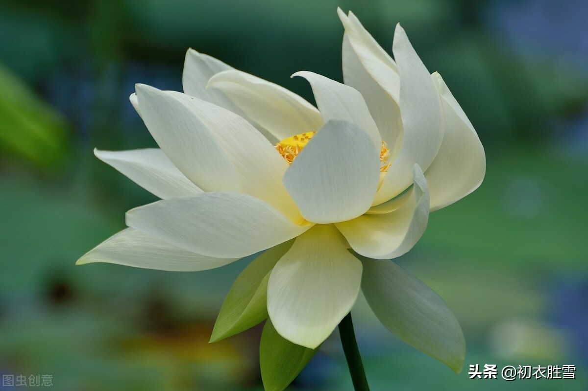 蒋捷唯美风荷两首,我爱荷花花最软,似彩凤、乱惊飞