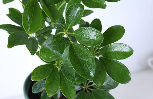 鹅掌柴叶片下垂,鹅掌柴树枝下垂