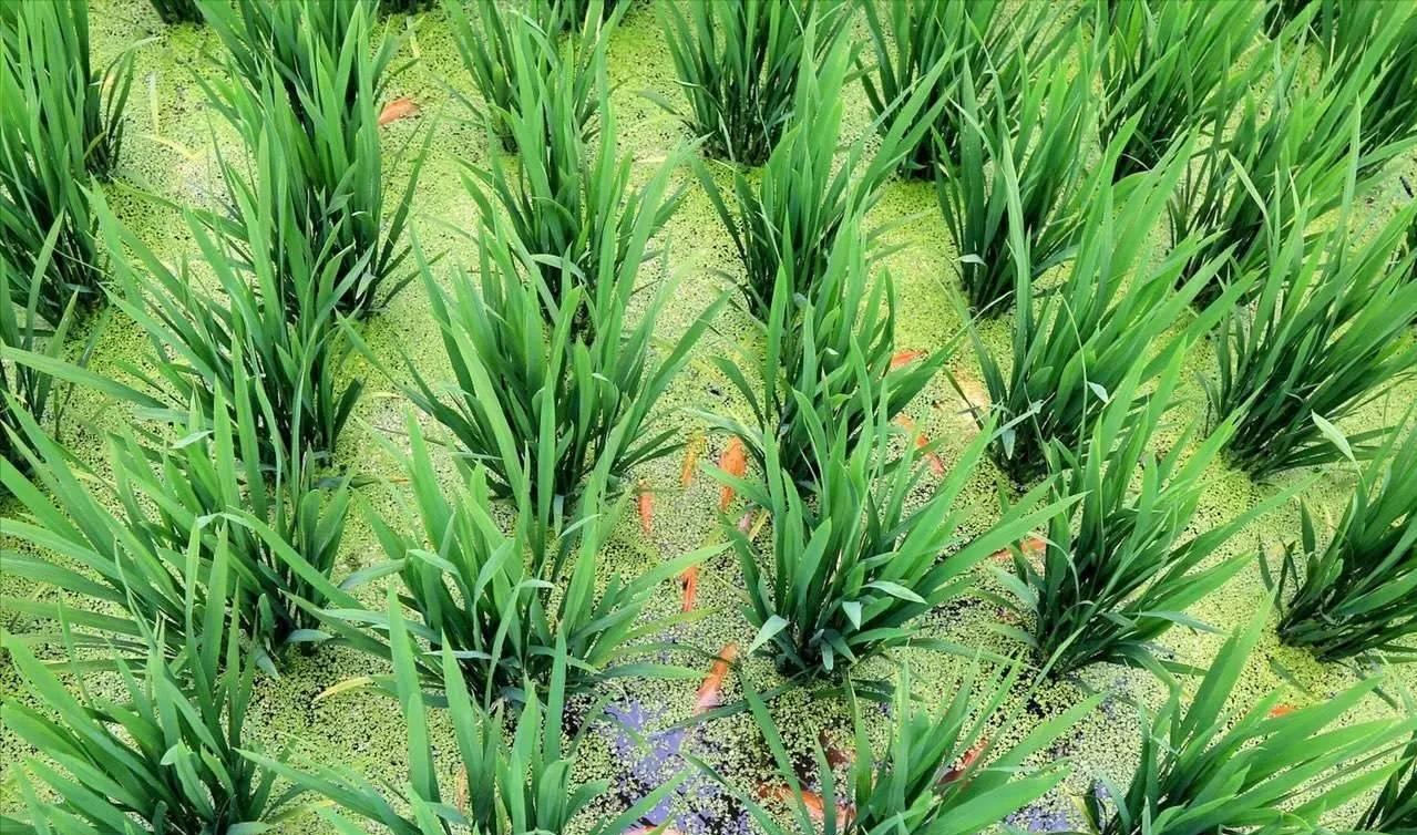 稻鱼养殖的问题有哪些,稻稻共生养什么鱼好