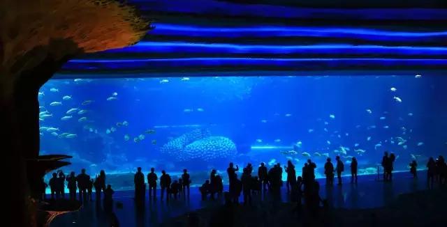 带孩子旅行珠海长隆海洋王国,十一带孩子打卡珠海长隆海洋王国