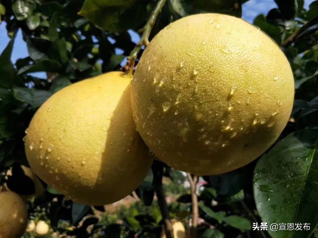 宣恩贡水柚直播间,宣恩贡水白柚苗