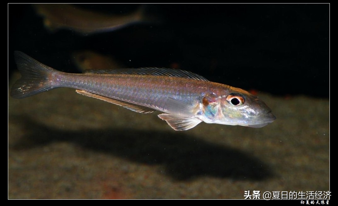 回忆三湖,三湖慈鲷纪念