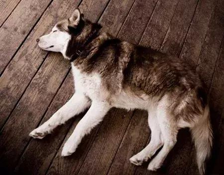 「养宠小课堂」狗狗身上的黑色结痂块是什么?