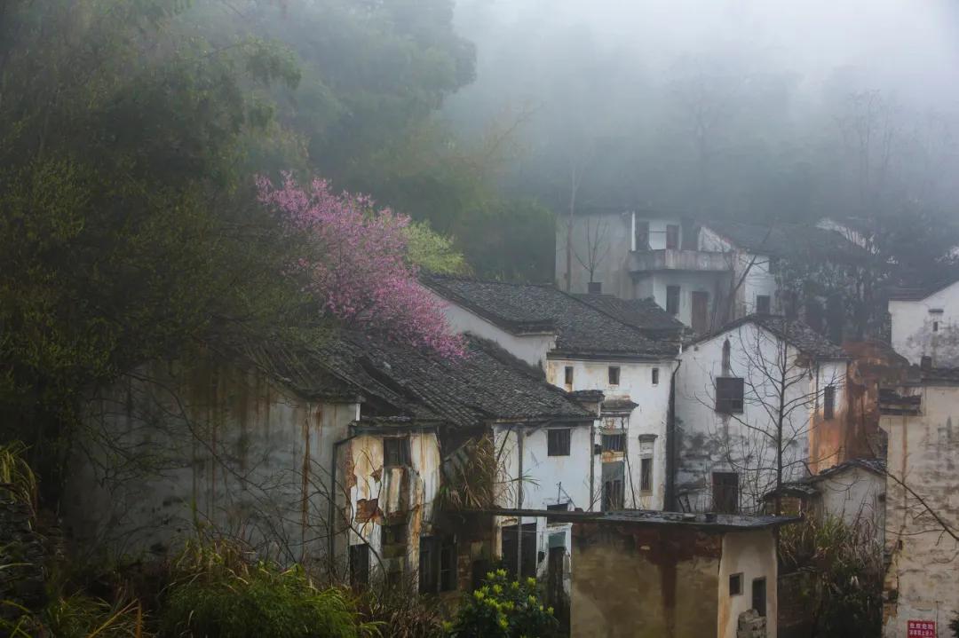 安徽春天美丽的视频,安徽美丽的春天