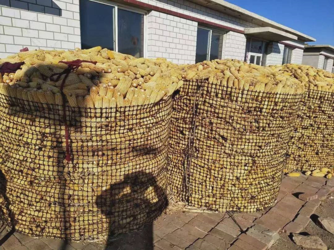 玉米疯了：东北、华北玉米深加工企业再次大范围上调收购价格