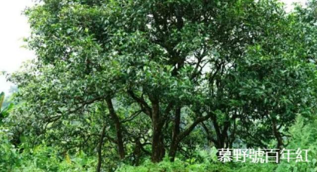 洪普号冰岛五寨黄金叶,冰岛五寨古树黄金叶