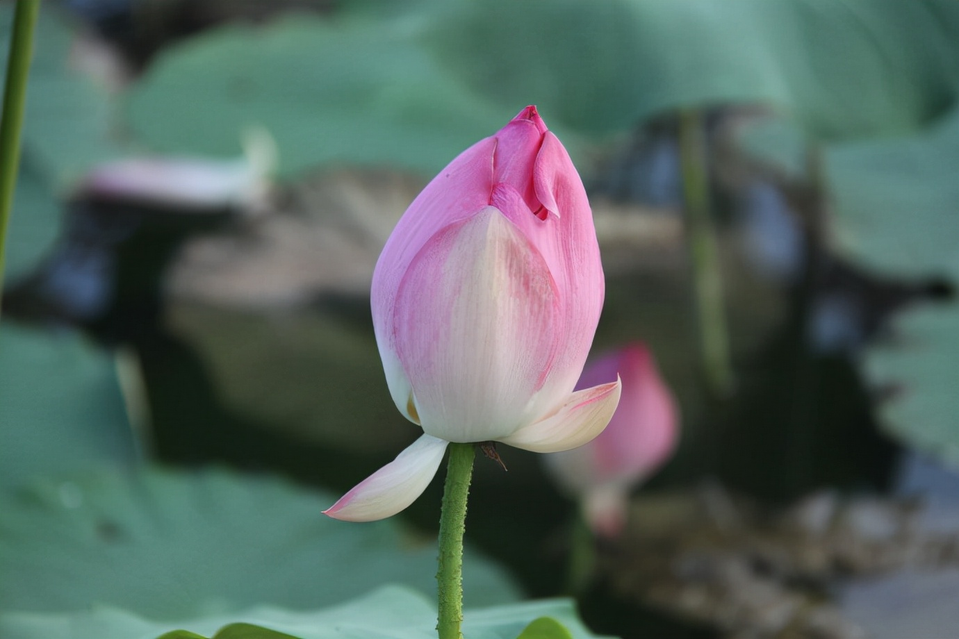 出淤泥而不染濯清涟而不妖原文,出淤泥而不染濯清涟而不妖行书