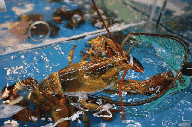 休渔期海鲜为什么涨价,今年威海休渔期最新政策