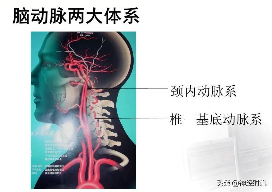 脑动脉解剖学讲解,基底节区脑血管解剖