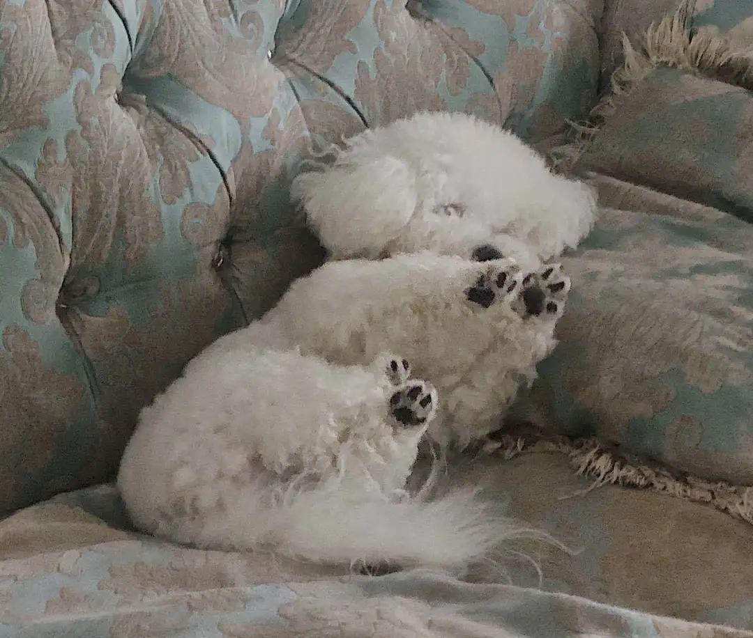 模仿狗狗睡姿,分享下你家狗子的睡姿