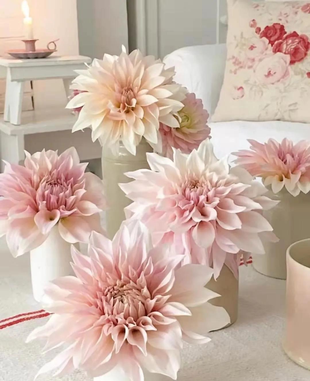 大丽花秋天要起球吗,大丽花怎样越长越好