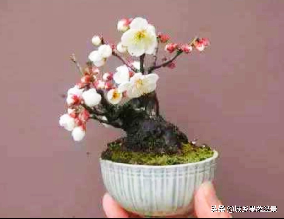 三十多年经验教你制作掌上树桩盆景，形态小巧，造型玲珑别致