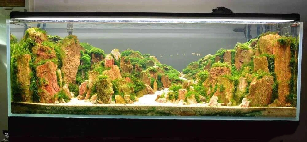 初夏养鱼小知识|鱼缸壁上长菌膜？教您几招轻松处理~