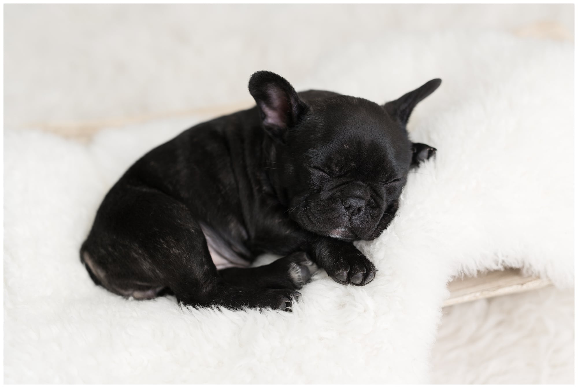 法斗犬的优点和缺点,法斗犬的优缺点有哪些