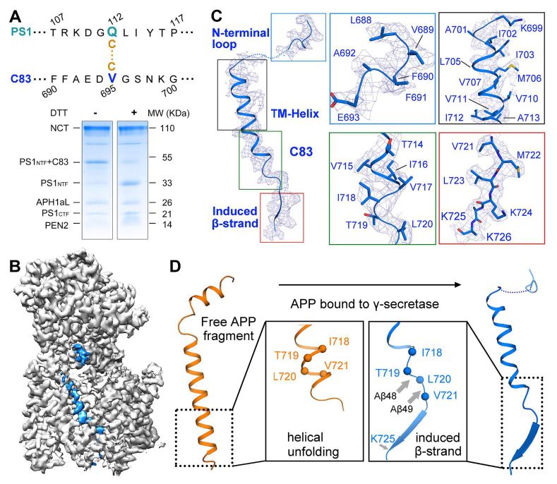 冷冻电镜最新研究,冷冻电镜研究成果涌现