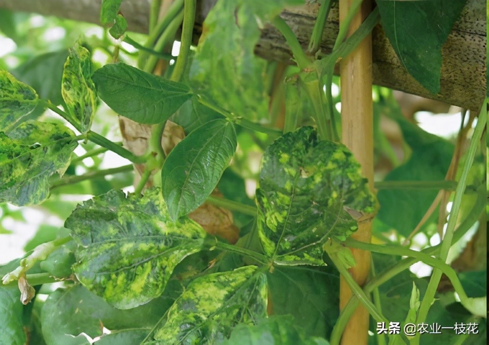 豇豆花叶病毒病用什么农药,豇豆病毒病可以治吗