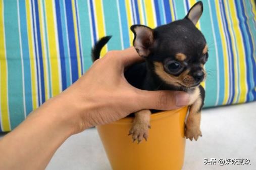 狗智商排名1至100金毛寻回犬,短毛小型犬最聪明的狗狗排行榜