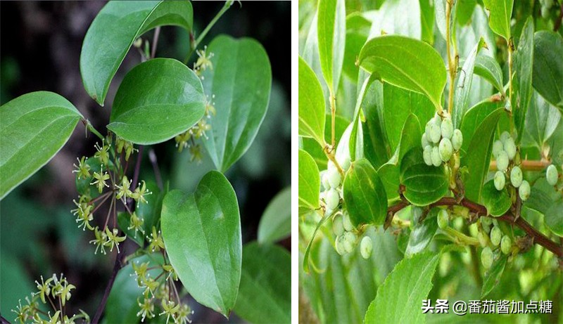 野生菝葜金刚刺,菝葜种植