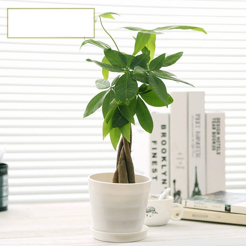 招财树叶子发黄枯萎是怎么回事,夏季天气炎热招财树老是叶子发黄