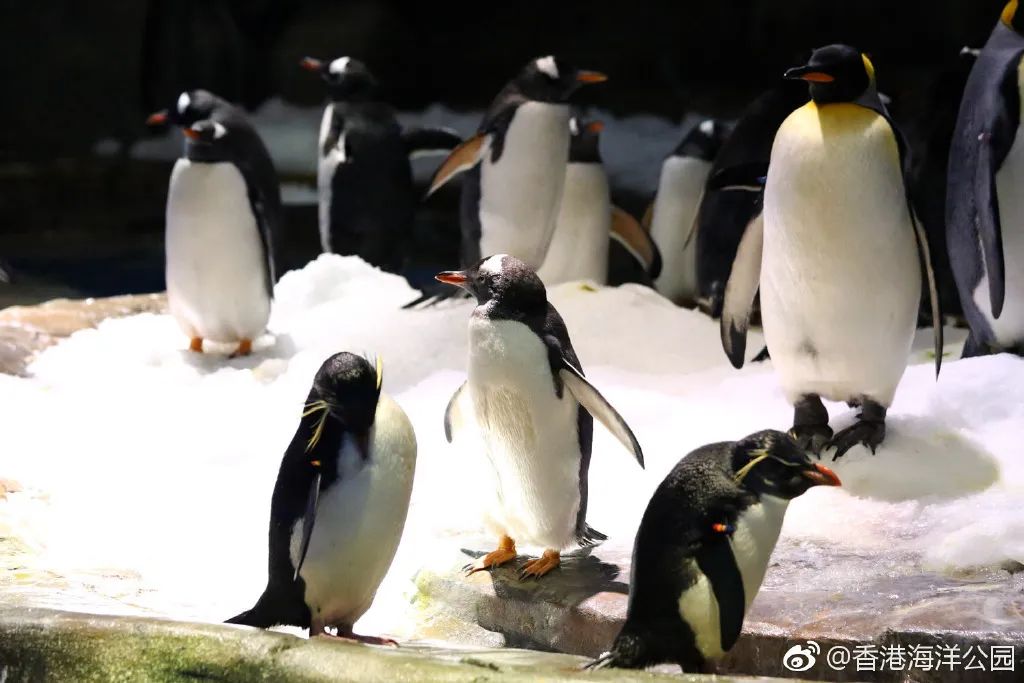 日照海洋公园闭园时间,海昌海洋公园开园闭园时间