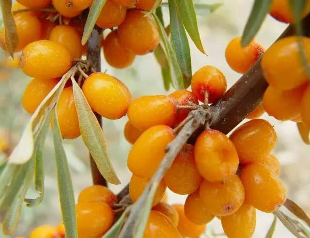 沙棘种植可行性研究报告,沙棘调研