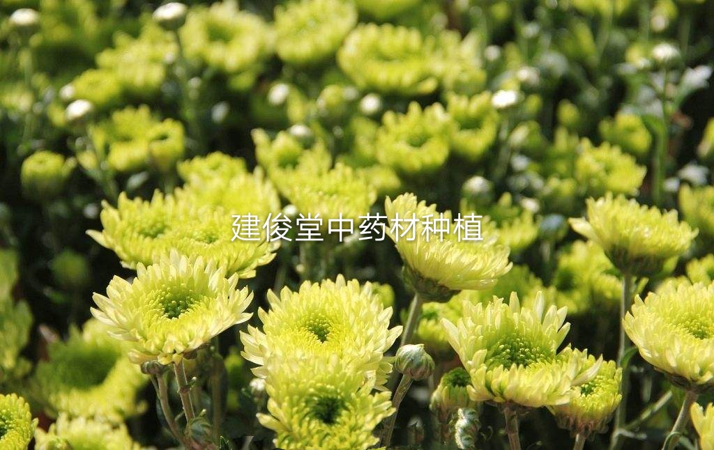 当年能收获的中药材有哪些,当年就能收的药材