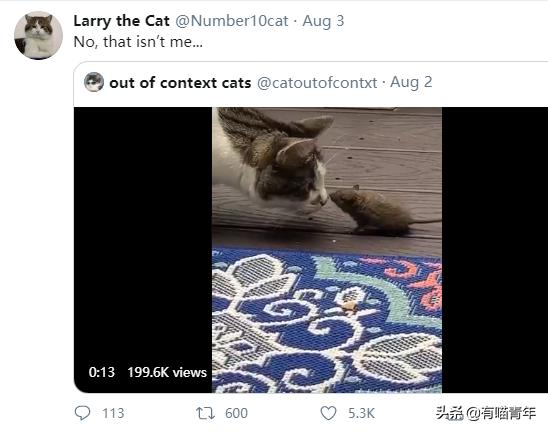 英国第一御猫,英国第一猫拉里视频