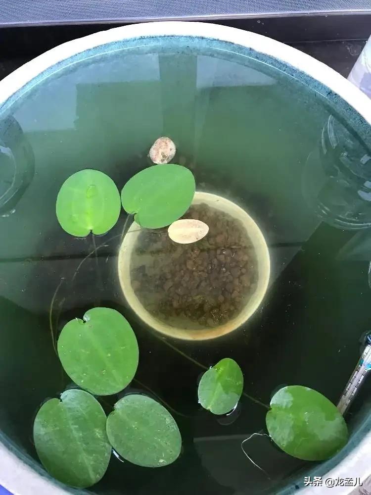 水金英，适合养在庭院大水缸里的景观植物！清新美丽又治愈