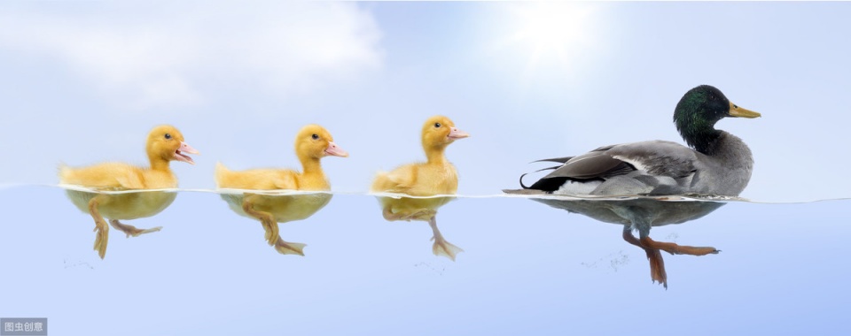 鸭鹅瘫痪最快的恢复方法,鸭瘫痪的最佳治疗方法