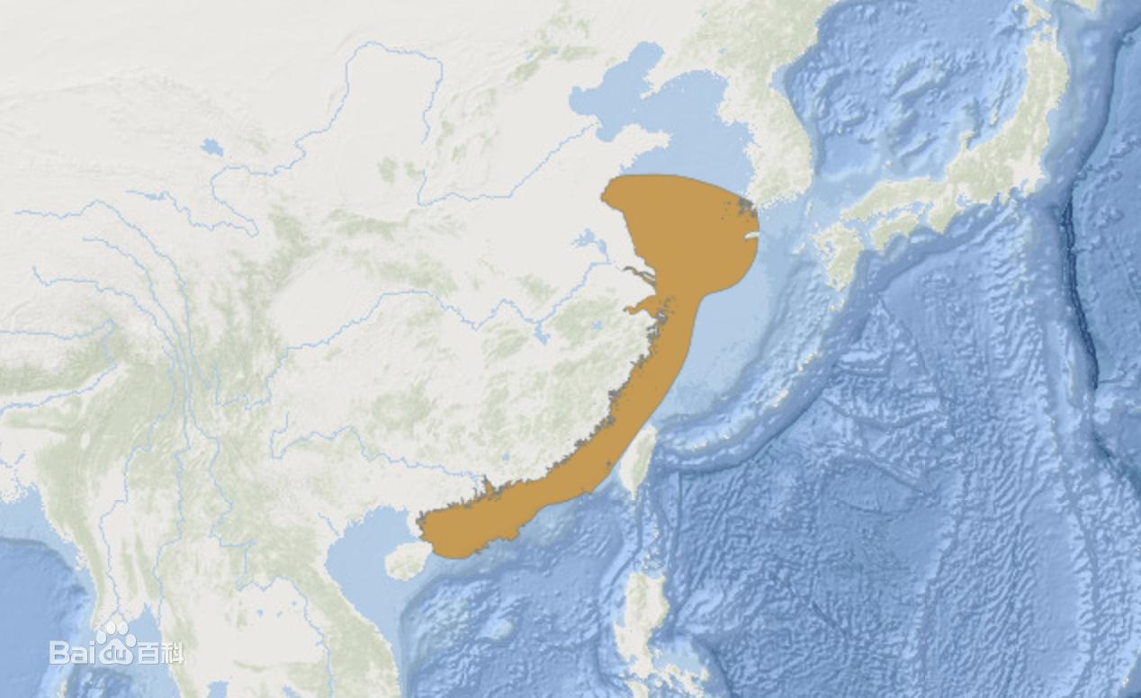 浙江舟山大黄鱼价格,浙江渔民捕到4.9公斤大黄鱼卖