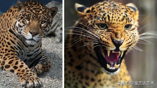 孩子学画画经常遇到的常见问题,不同年龄段的孩子应该学什么画