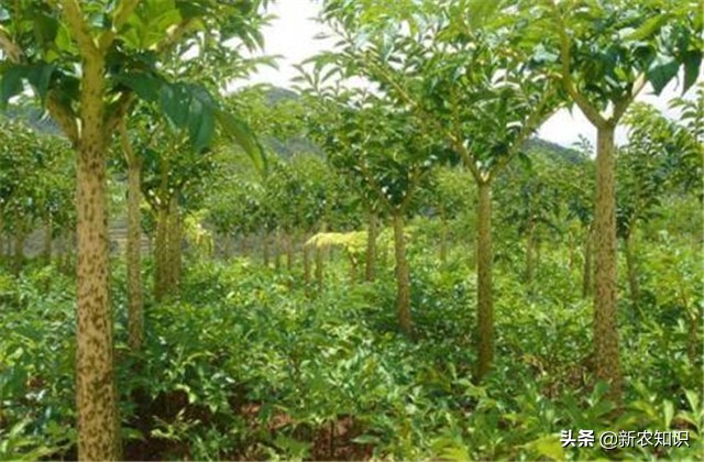 怎样种植魔芋高产,魔芋的种植技术是什么