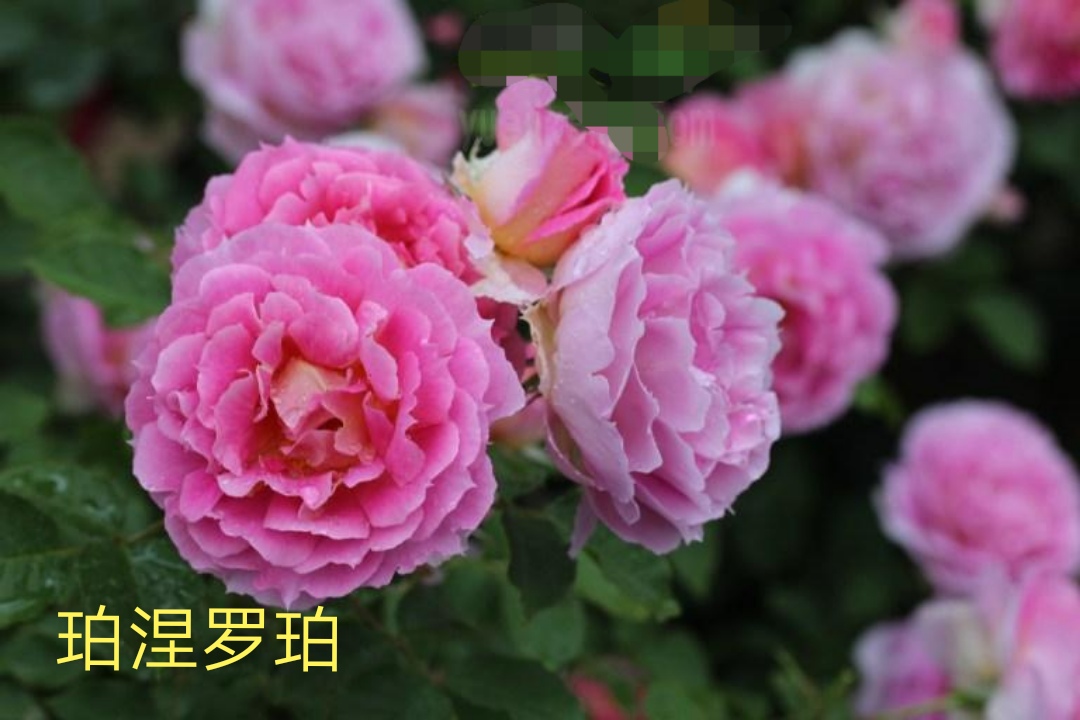 木村卓功推荐的月季,木村卓功月季