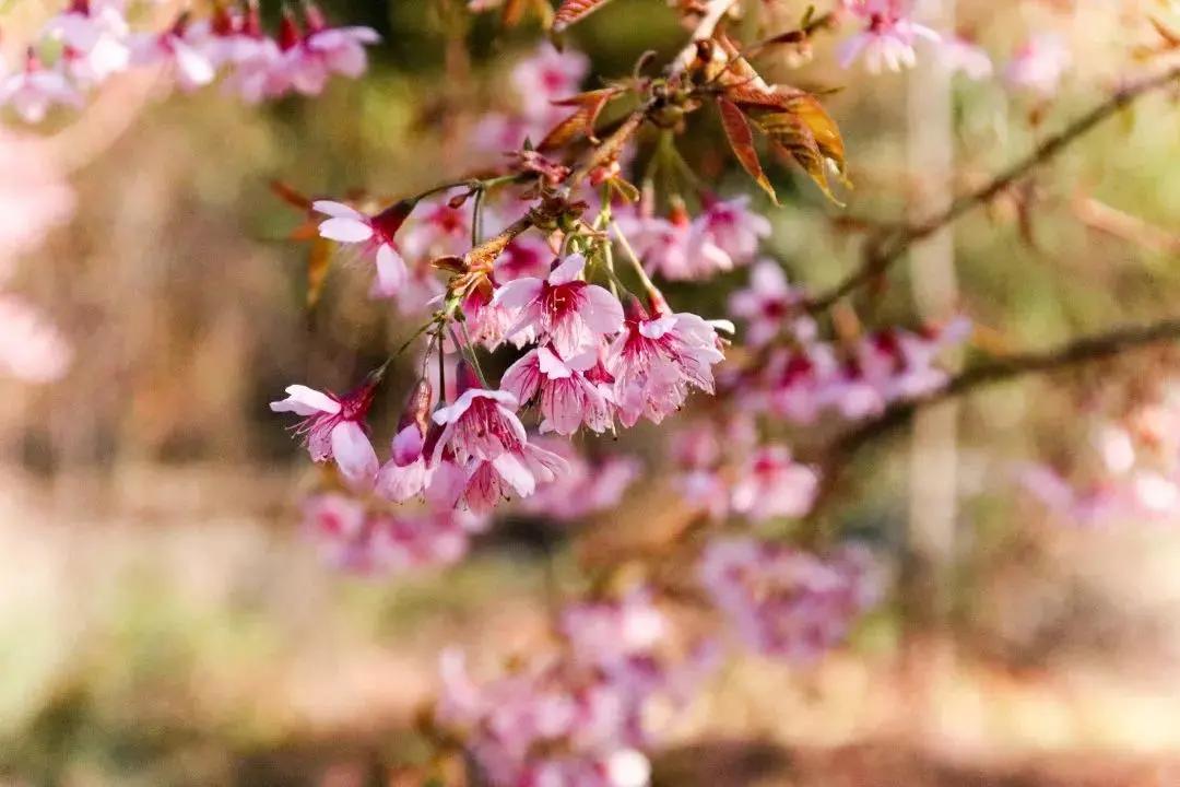 邛海湿地公园旅游攻略路线,西昌邛海住民宿攻略