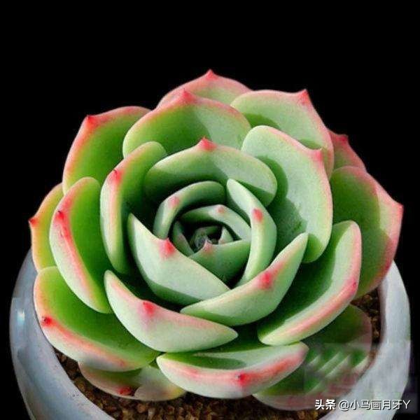 动物成语大集锦，和孩子们来场动物成语飞花令