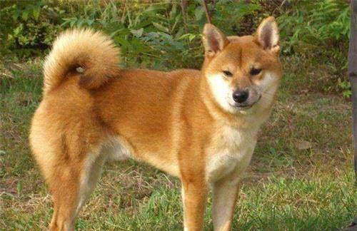 我的少年伙伴，七窍玲珑神犬——欢欢