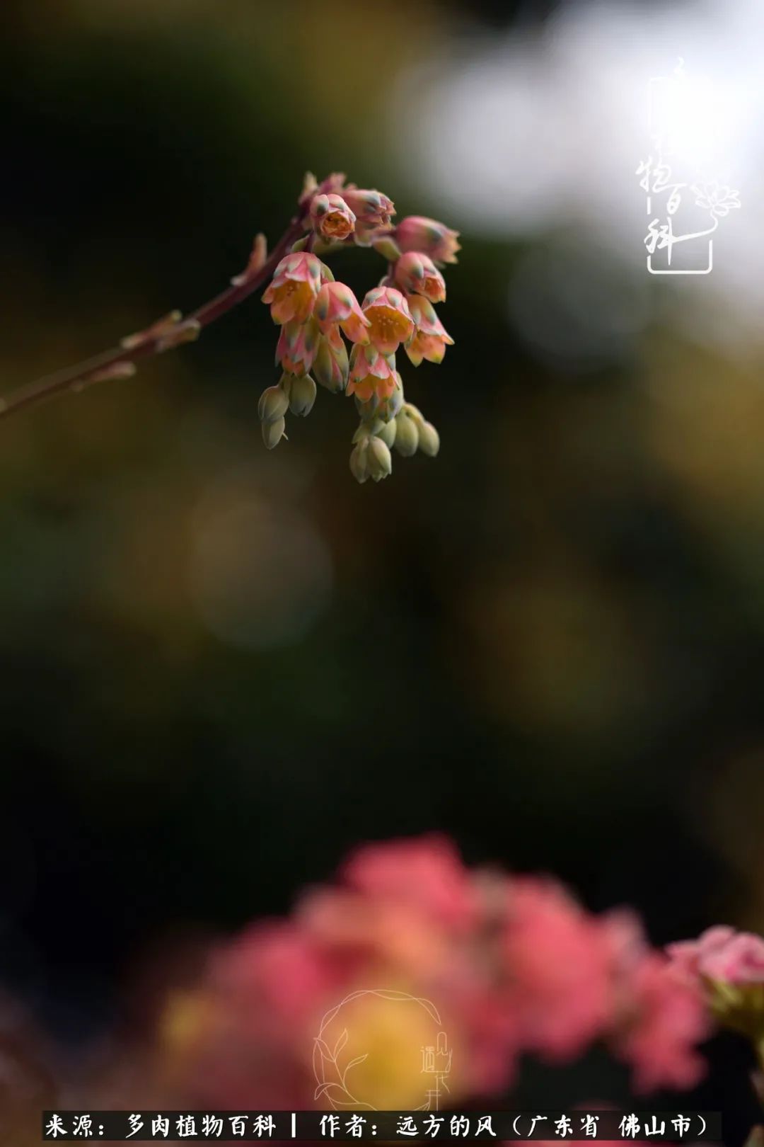 那些花儿在每个角落静静为你开着,那些花儿在每个角落静静地绽放
