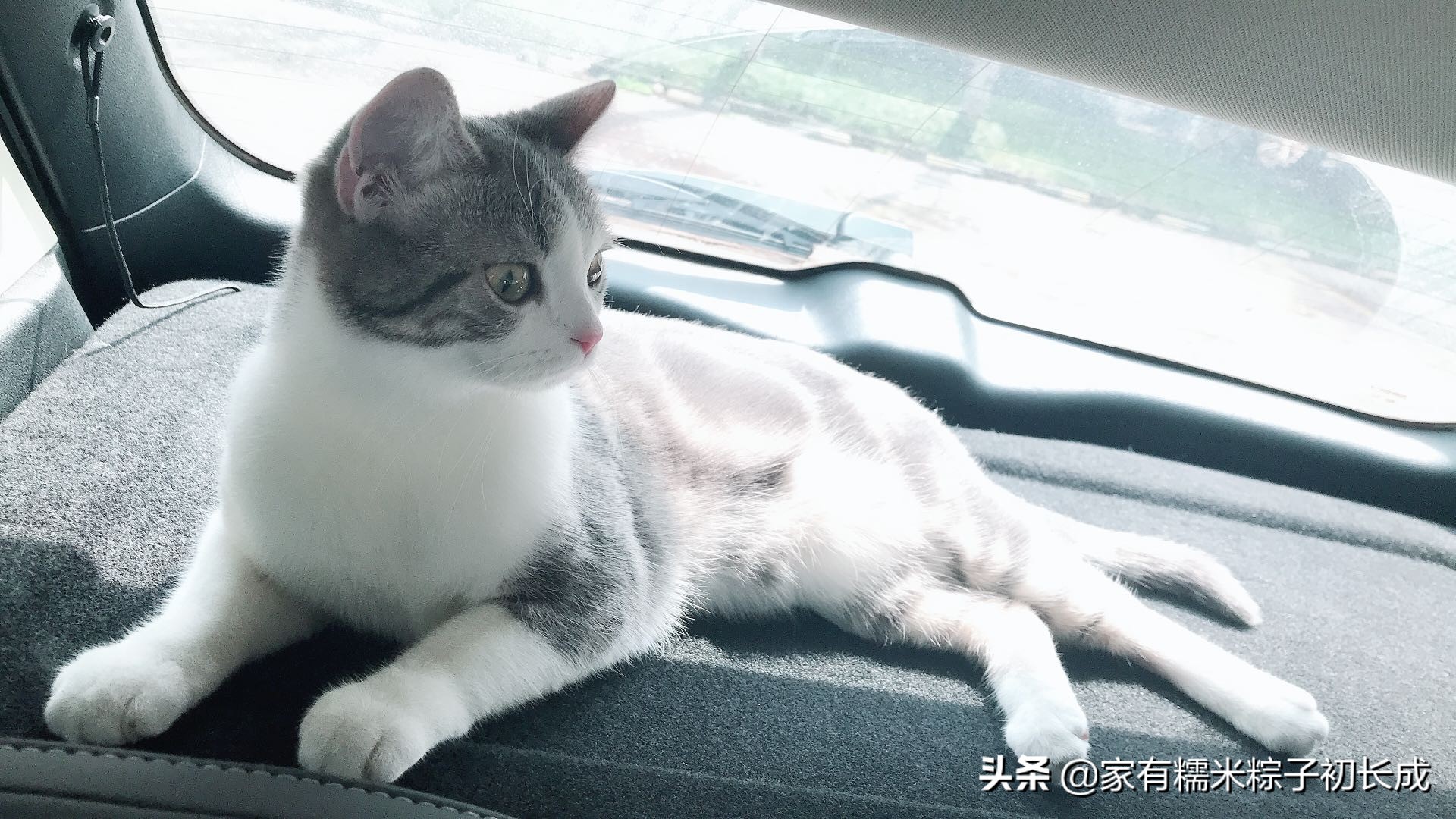 猫咪猫癣为什么反反复复,猫咪猫癣越来越多怎么处理