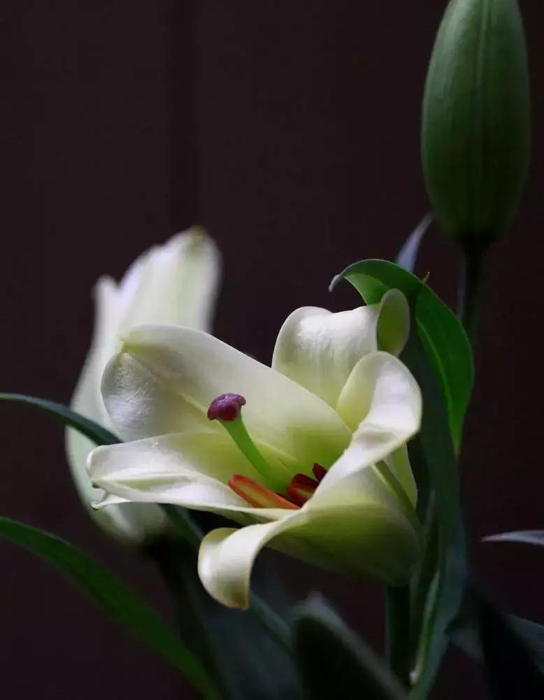 母亲节康乃馨一般送多少朵,母亲节送妈妈一束康乃馨