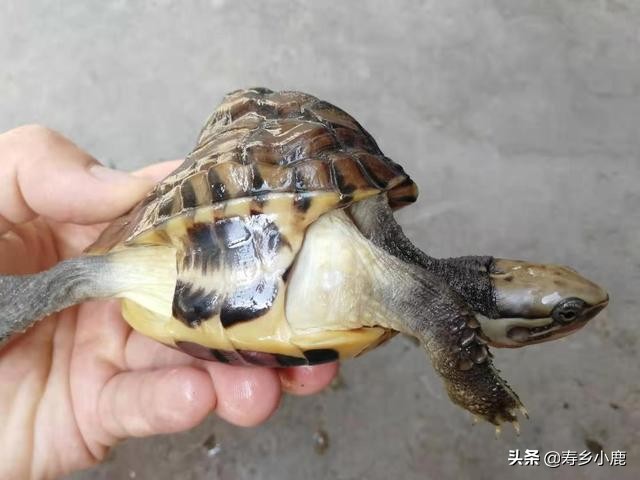 养龟需要做什么准备,养龟必须要有哪些东西