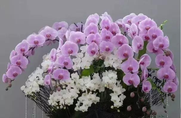 极品中的精品兰花,带你回忆天价兰花蕙兰篇