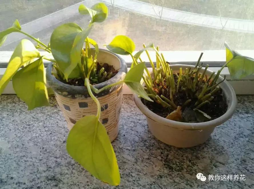 冬天绿萝冻伤后怎么补救,绿萝被冻伤根茎变黑叶子打蔫咋办