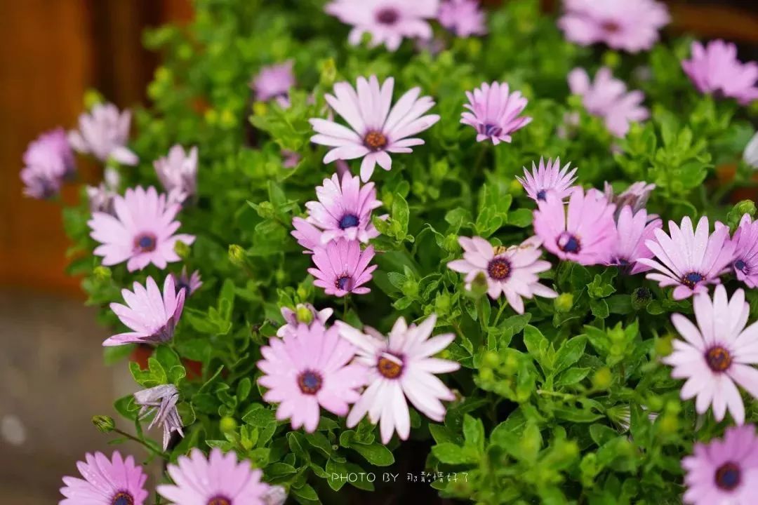 北京京郊童话树屋,台湾神奇的树屋