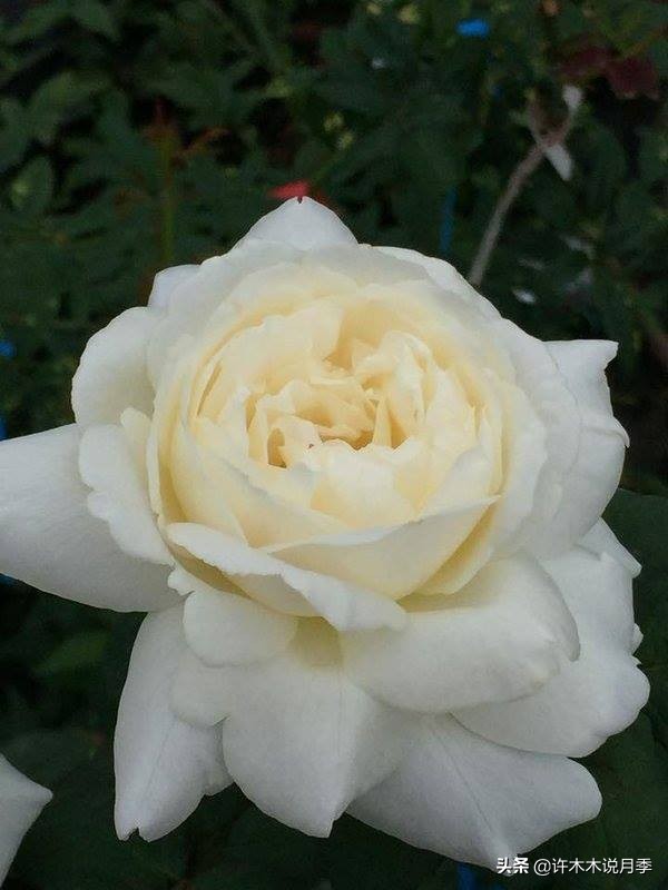 月季品种大全大图欣赏,美到窒息的月季品种图片