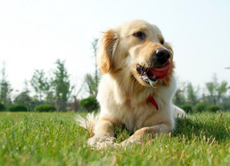 狗身上的味道不花钱怎么最快去除,狗狗身上没有味家里有味怎么回事