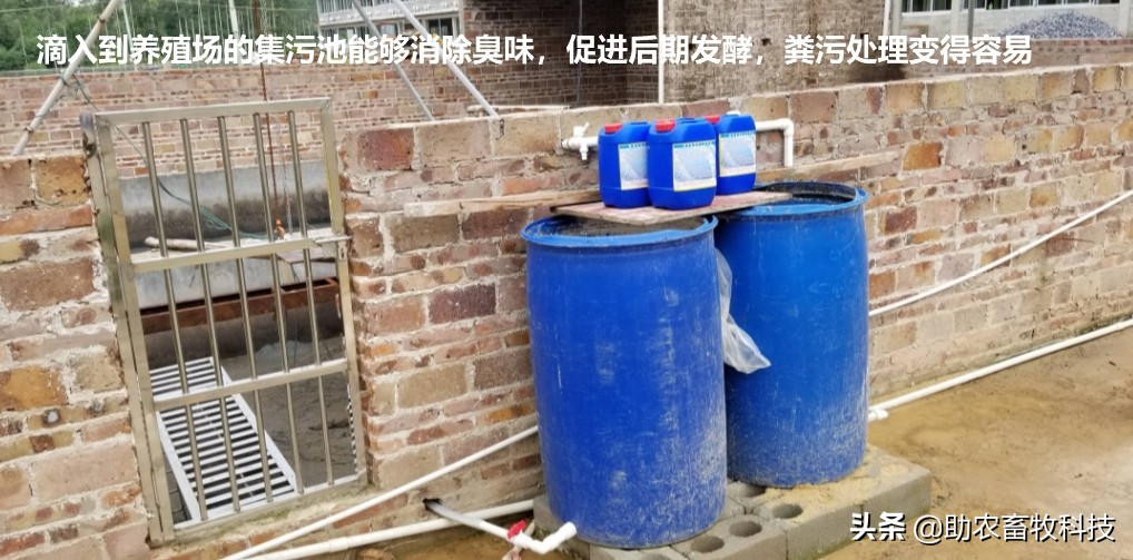 强力除臭除菌剂,脏水处理除臭菌剂厂家推荐