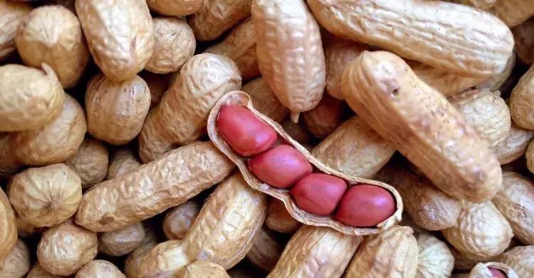 那些你绝对想不到的榨油作物，真是给古人的智慧跪了